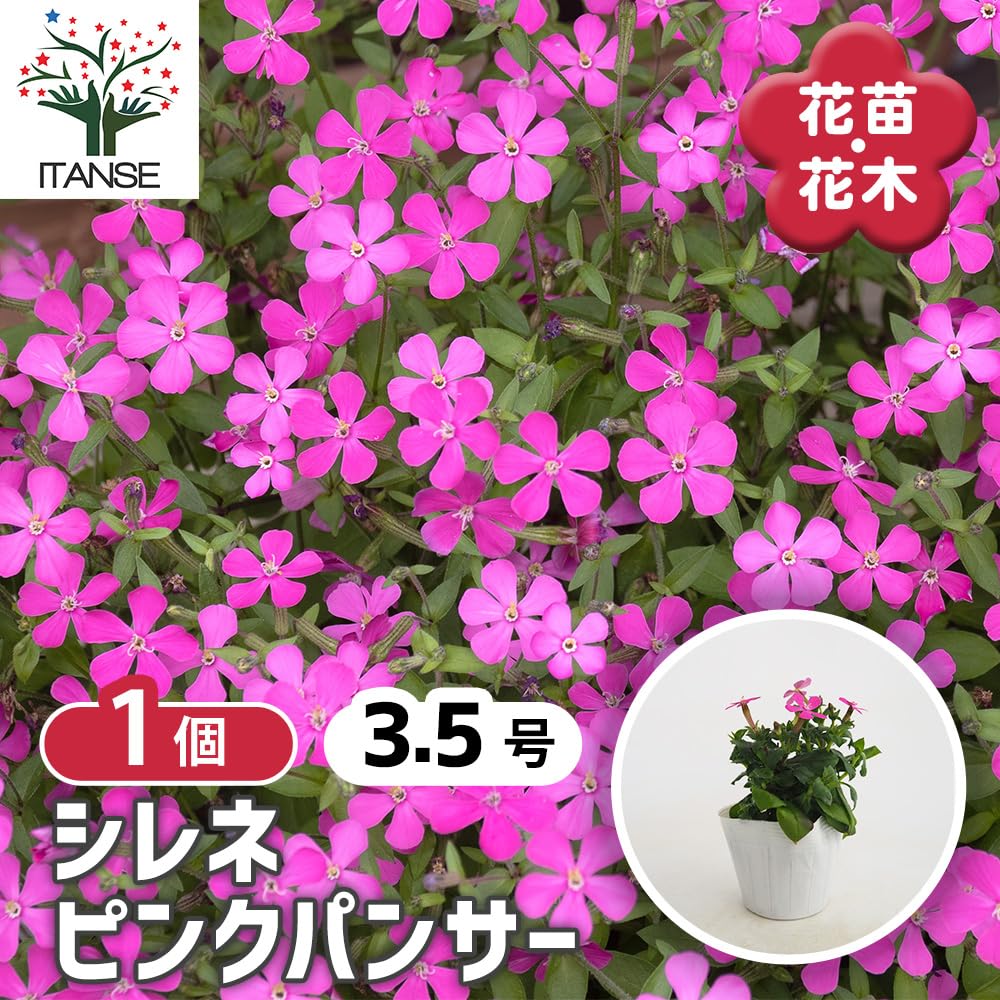 Amazon.co.jp: ITANSE シレネ ピンクパンサー 3.5号 1個売り